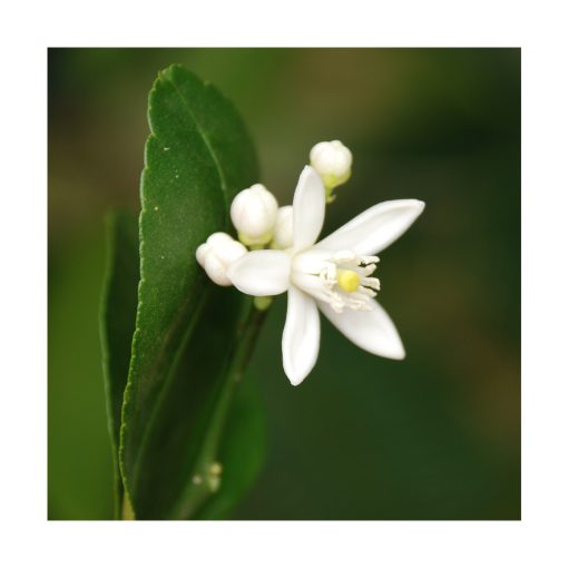 Limão (Limón) - Saint Germain - Imagen 2