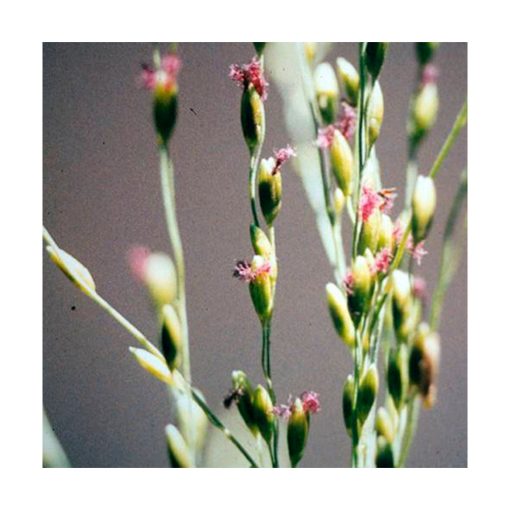 Panicum - Saint Germain - Imagen 2