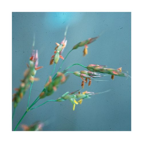 Sorgo - Saint Germain - Imagen 2