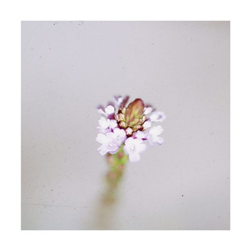 Verbena - Saint Germain - Imagen 2