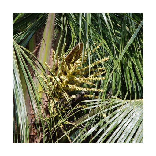 Cocos - Saint Germain - Imagen 2