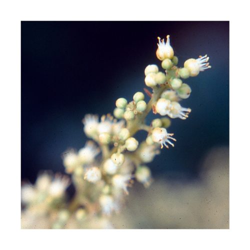 Coronarium (Coronario) - Saint Germain - Imagen 2