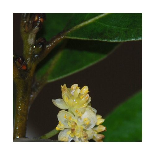 Laurus Nobilis - Saint Germain - Imagen 2
