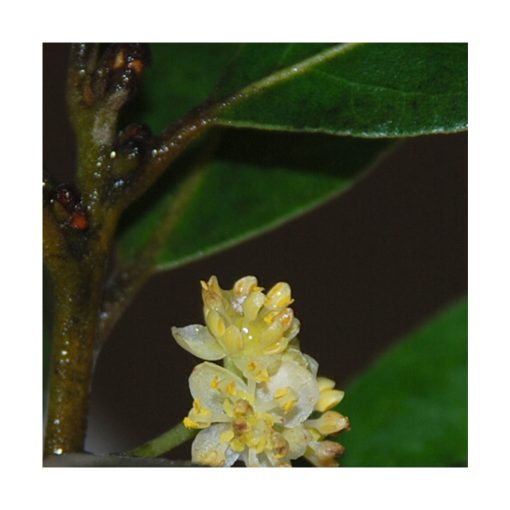 Laurus Nobilis - Saint Germain - Imagen 2