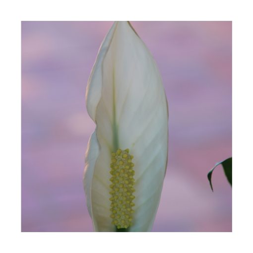 Lirio da Paz (Paz Lily) - Saint Germain - Imagen 2