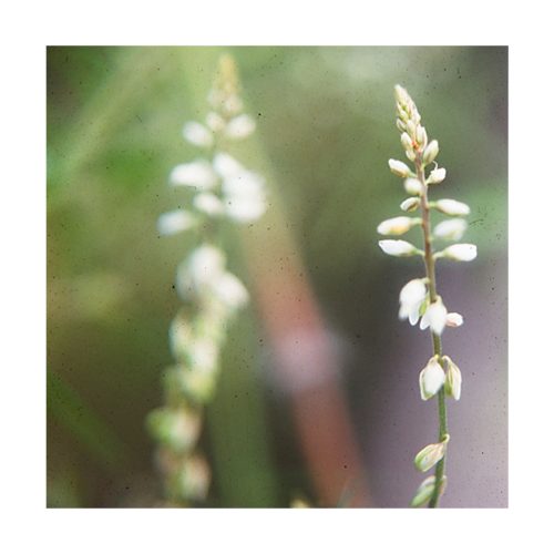 Mimozinha - Saint Germain - Imagen 2