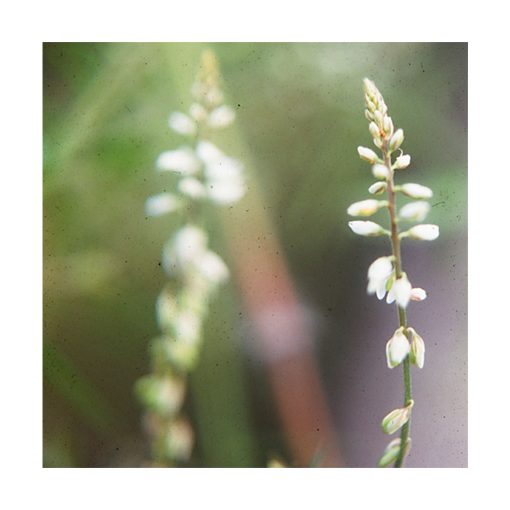 Mimozinha - Saint Germain - Imagen 2