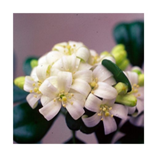 Myrtus - Saint Germain - Imagen 2