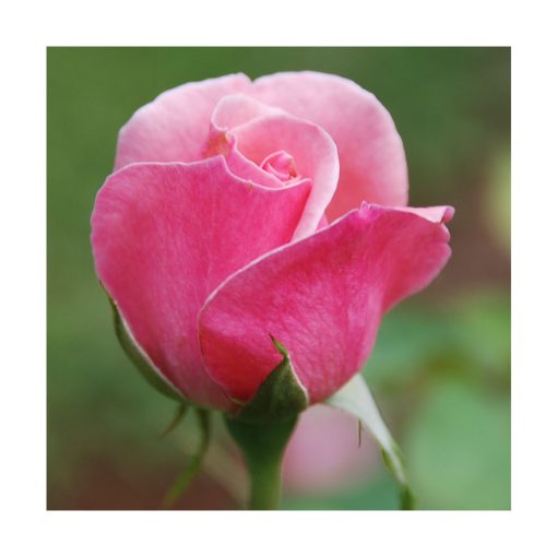 Rosa Rosa - Saint Germain - Imagen 2