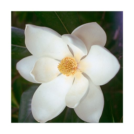 Lótus/Magnólia (Lotus / Magnolia) - Saint Germain - Imagen 2