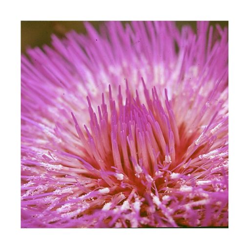 Alcachofra (Alcachofa) - Saint Germain - Imagen 2