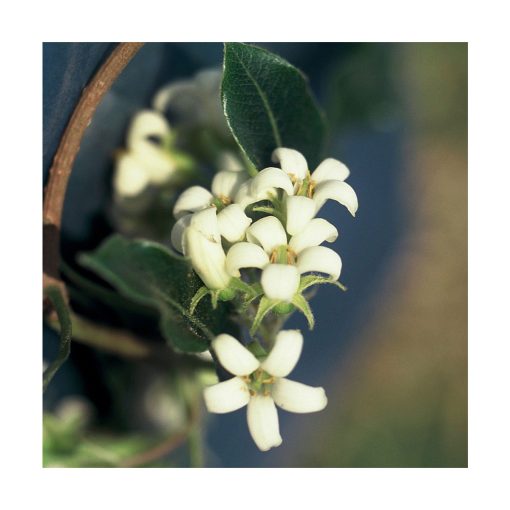 Canela - Saint Germain - Imagen 2