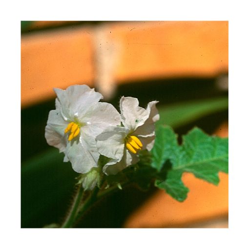 Flor Branca (Flor Blanca) - Saint Germain - Imagen 2