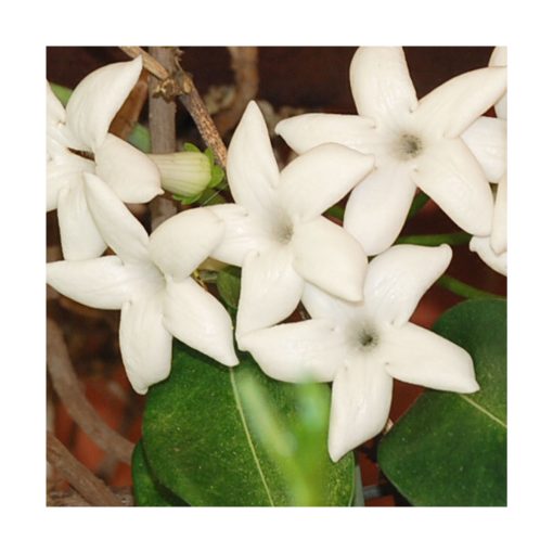 Jasmim Madagascar (Jazmín de Madagascar) - Saint Germain - Imagen 2