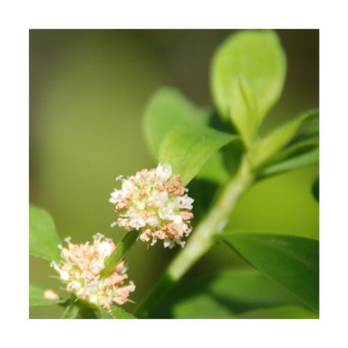 Poaia Rosa - Saint Germain - Imagen 2