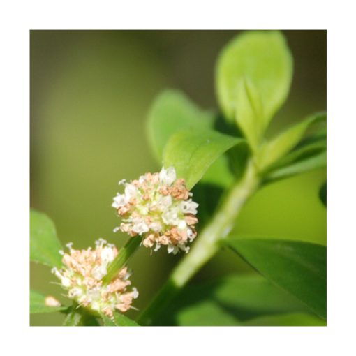 Poaia Rosa - Saint Germain - Imagen 2