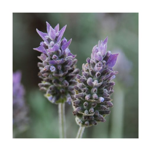Lavanda de Saint Germain - Saint Germain - Imagen 2