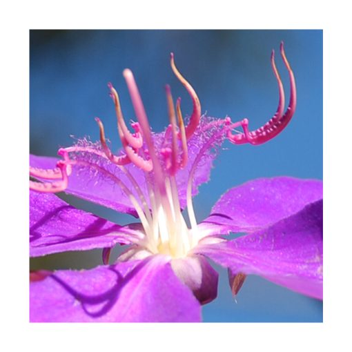 Lisiandra - Saint Germain - Imagen 2