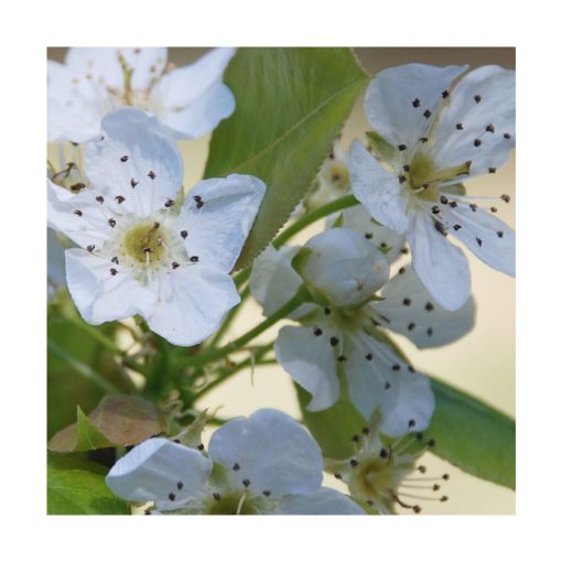 Maçã (Manzana) - Saint Germain - Imagen 2