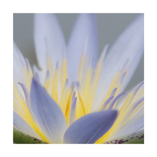 Lótus Azul (Loto azul) - Saint Germain - Imagen 2