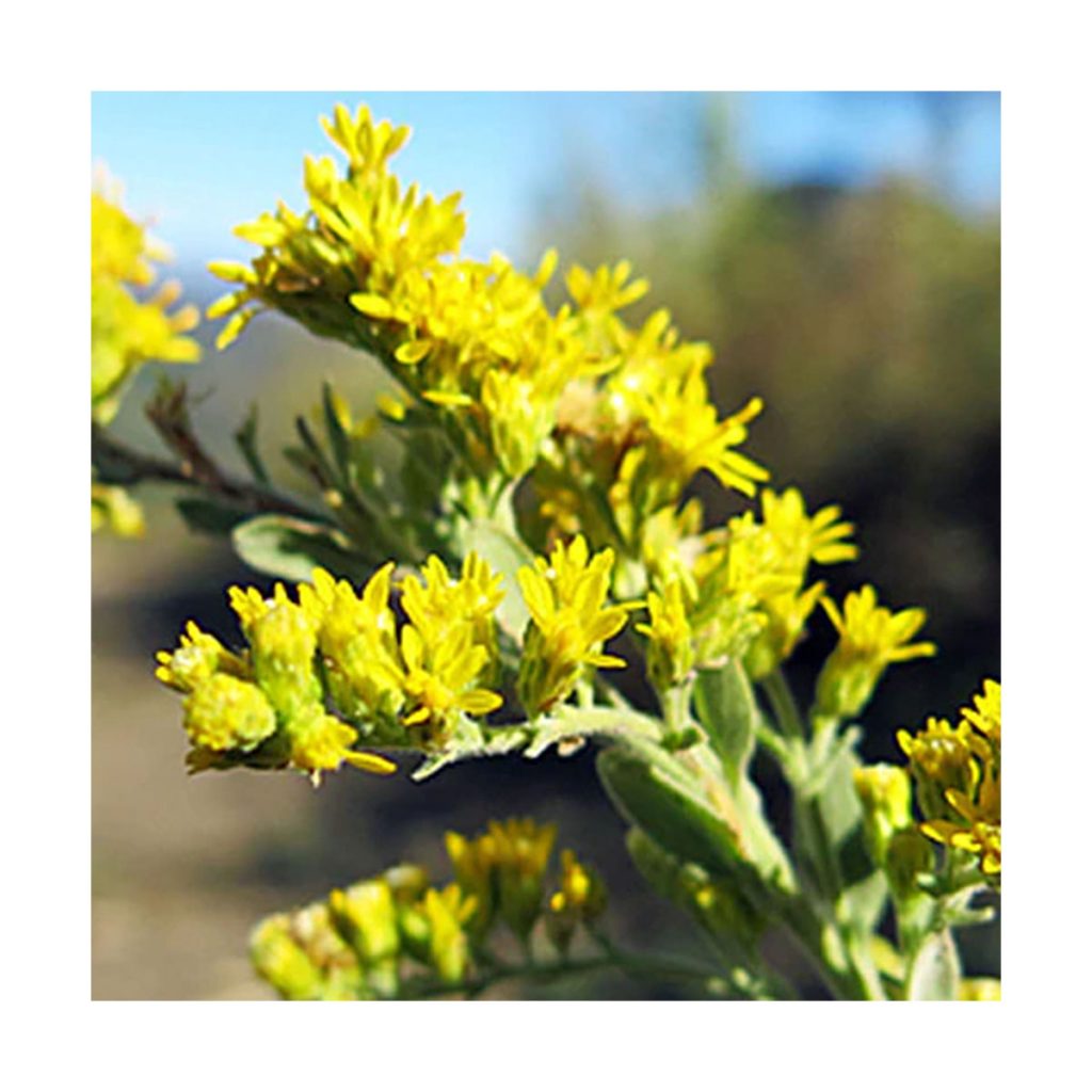 Goldenrod Con la Cabeza en Alto Star Essence Gaia Esencias