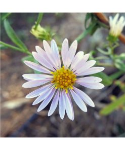 Aster (Adaptabilidad) - Star Essence