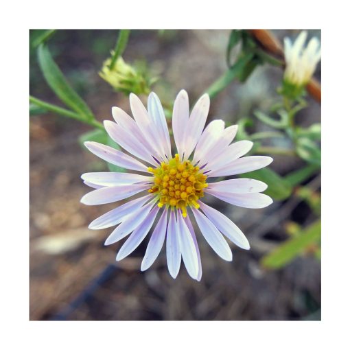Aster (Adaptabilidad) - Star Essence