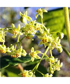 Poison Oak Flower - Roble venenoso (Intimidad) - Star Essence