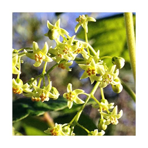 Poison Oak Flower - Roble venenoso (Intimidad) - Star Essence