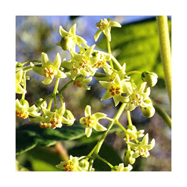 Poison Oak Flower - Roble venenoso (Intimidad) - Star Essence