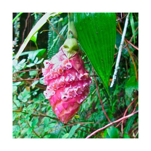Pineal Light Infusion - Infusión de luz pineal - Star Essences - Imagen 2