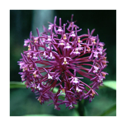 Zeal Point Magenta - Star Essences - Imagen 2