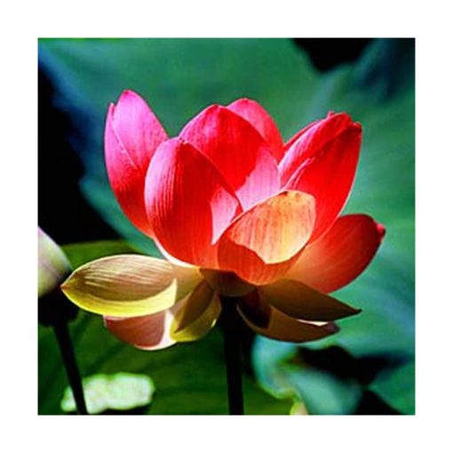 Lotus Pink - Loto sagrado - Star Essences