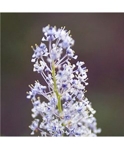 Soul Family (Blue Ceanothus) - Star Essence