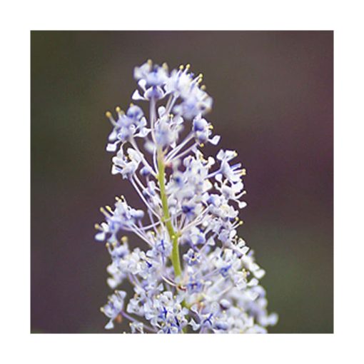 Soul Family (Blue Ceanothus) - Star Essence