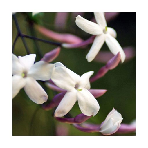 Jasmine Pink - Dulces comienzos - Star Essence