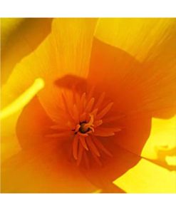 California Poppy - Dedal de oro (Copa de oro) - Star Essence