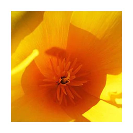California Poppy - Dedal de oro (Copa de oro) - Star Essence