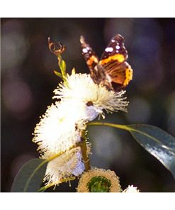 Eucalyptus - Eucalipto (Respirar profundo) - Star Essence
