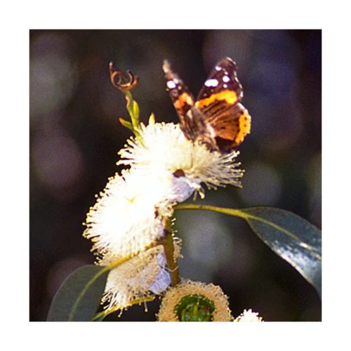 Eucalyptus - Eucalipto (Respirar profundo) - Star Essence