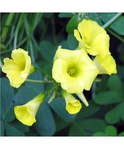 Oxalis - Cebolla (Florescencia temprana) - Star Essence
