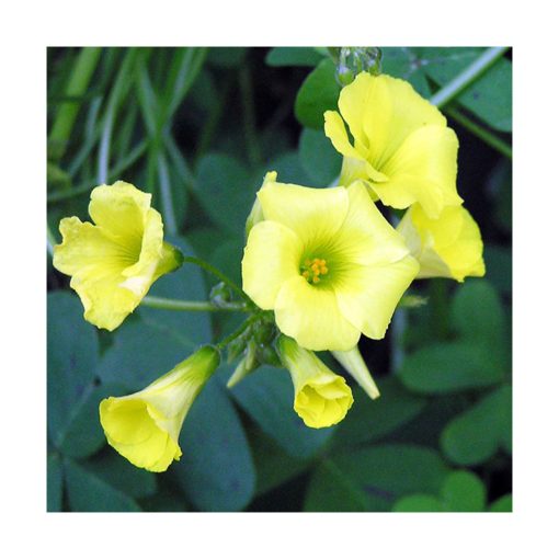 Oxalis - Cebolla (Florescencia temprana) - Star Essence