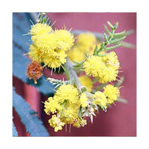 For Giving (Acacia) - Dar y recibir - Star Essences