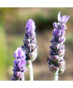 Lavender - Lavanda (Luz de luna llena) - Star Essence