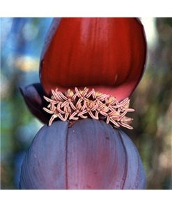 Banana - Plátano (Unidad Dios/Diosa) - Star Essence