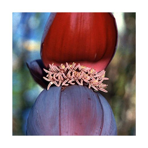 Banana - Plátano (Unidad Dios/Diosa) - Star Essence