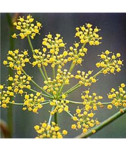 Fennel - Hinojo (Movimiento amable) - Star Essence