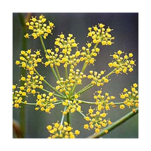 Fennel - Hinojo (Movimiento amable) - Star Essence