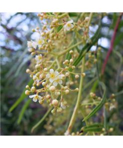 California Pepper Tree - Pimiento (Navegador de la luz) - Star Essence