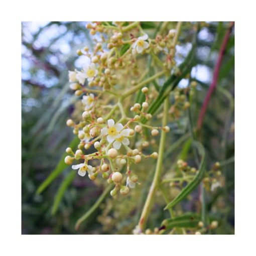 California Pepper Tree - Pimiento (Navegador de la luz) - Star Essence